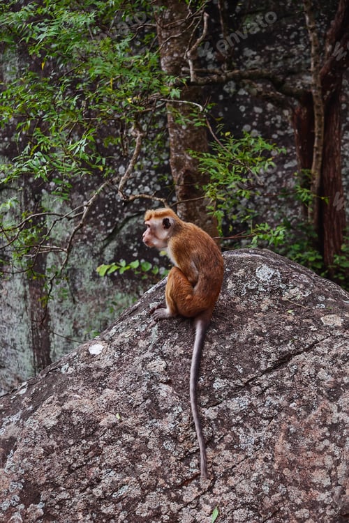 Preview: Lonely monkey Ceylon macaque on the rock