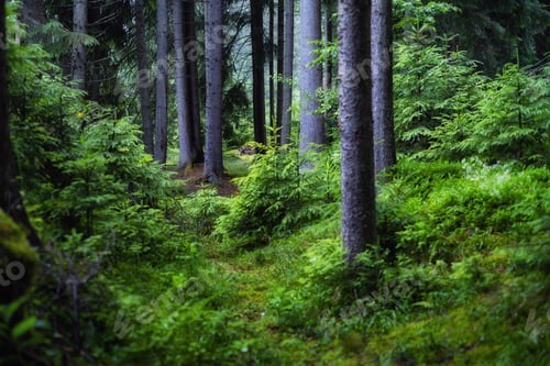 Preview: Panorama of the summer forest. Fresh plants in the forest. Natural background. The forest after the