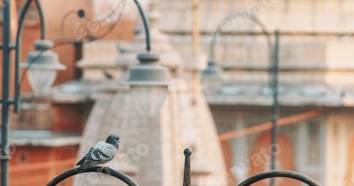 Preview: Jaipur, Rajasthan, India. Close-up View to Pigeon Sit On Arches Of Fence. Architecture Of Jaipur Is