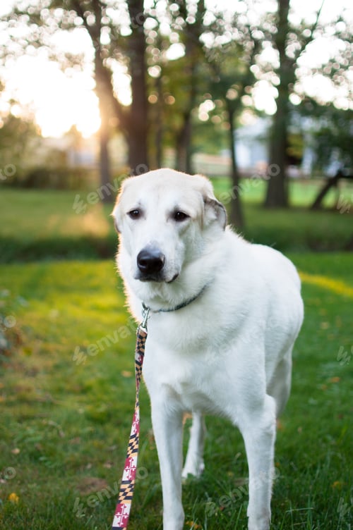 Preview: Gorgeous doggy