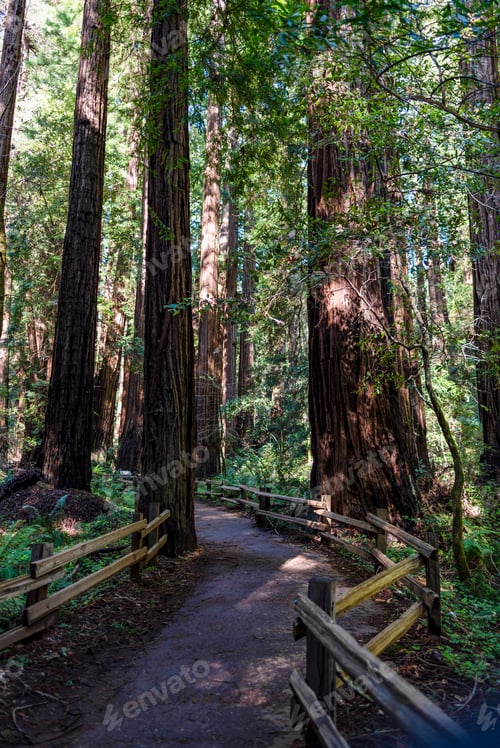 Preview: Natural landscape of a redwood grove with a walking trail in Muir Woods in San Francisco