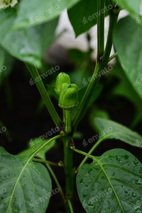 Preview: green pepper growing in the garden