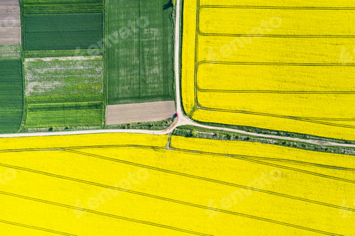 Preview: Aerial drone top view of yellow blooming field