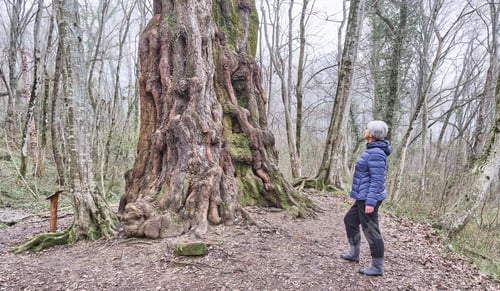 Preview: Elderly woman looking at old poplar tree in relic forest.