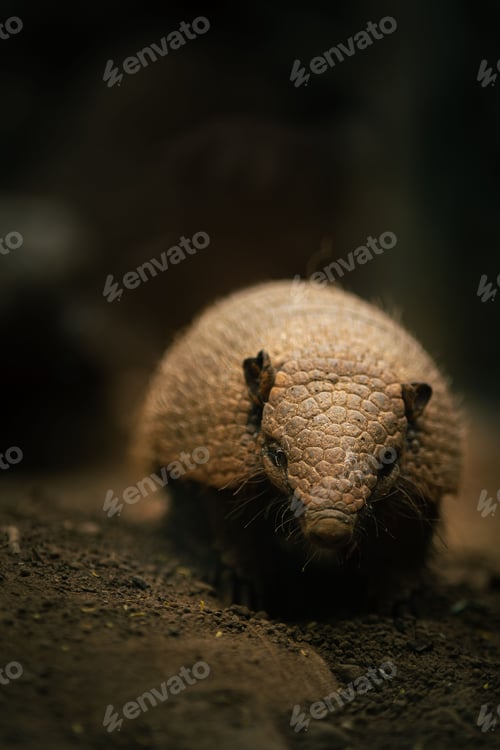 Preview: Vertical shot of a small armadillo in a blurred background