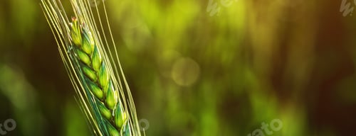 Preview: Ear of wheat in field, closeup of green crop during early growth stage