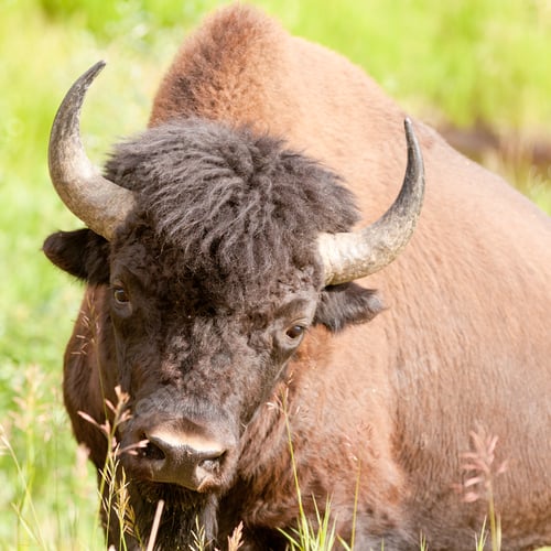 Preview: Wood buffalo bull Bison bison athabascae
