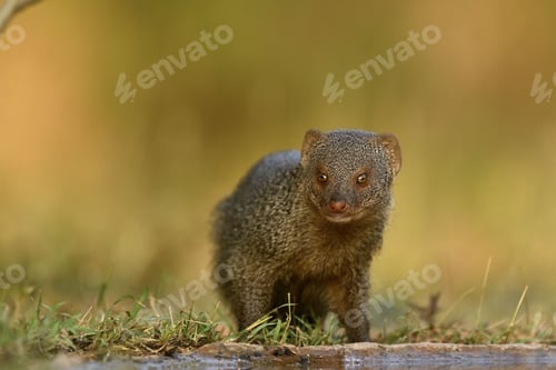 Preview: Closeup shot of a mongoose near a water
