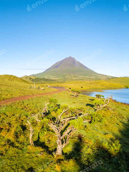 Preview: Mount Pico, Azores Juniper Trees. Pico Island, Azores. Portugal. Aerial View