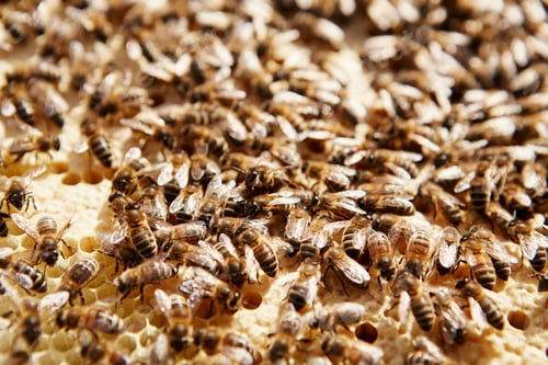 Preview: Bees working on a honeycombe in a beehive.