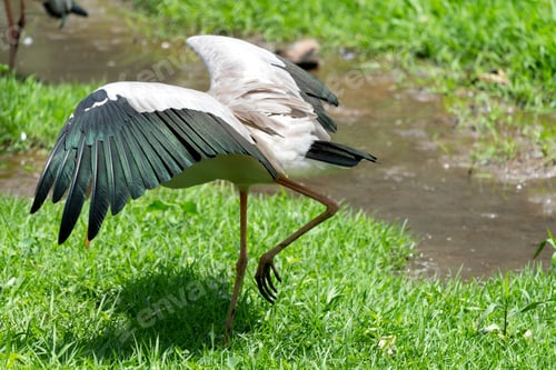 Preview: The painted stork (Mycteria leucocephala)