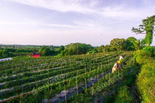 Preview: Beautiful morning view indonesia, Panorama Landscape paddy fields with beauty color and sky natural