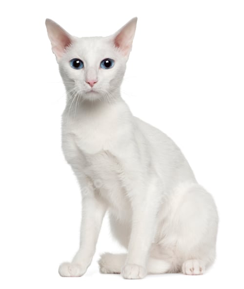 Preview: Portrait of Oriental Shorthair cat, 3 years old, sitting in front of white background