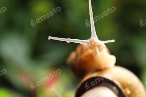 Preview: Common garden snails on blurred background, closeup
