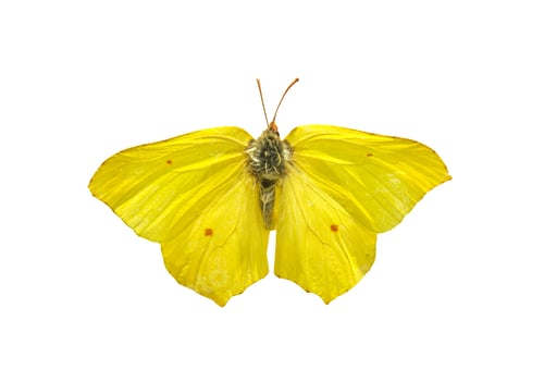Preview: Butterfly Gonepteryx rhamni isolated on a white background.