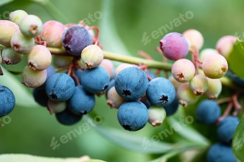 Preview: Ripe blueberries are ready for collection, close-up. Fresh organic blueberries on the Bush. Bright