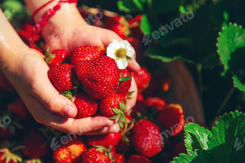 Preview: A child harvests strawberries in the garden. Selective focus.