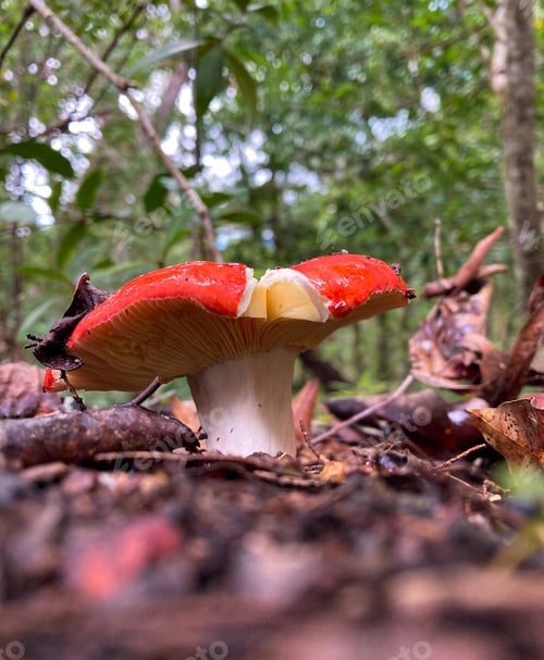 Preview: Isolated Red Mushroom on Forest Floor.Emetic Russula Mushroom in the Leaves. Queensland, Australia