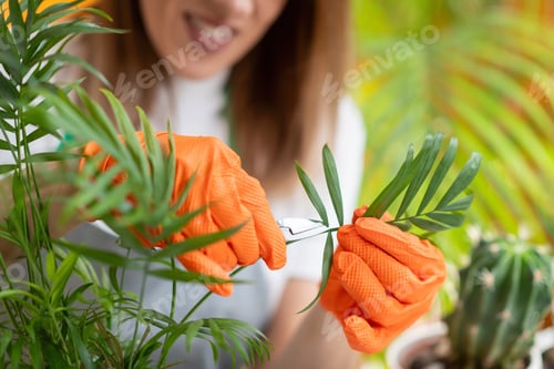 Preview: Dedicated female gardener meticulously trims dry leaves on plants, demonstrating care