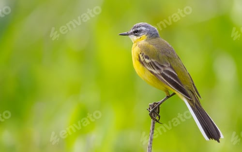 Preview: Western yellow wagtail, Motacilla flava. The bird sits on the stem of a dry plant