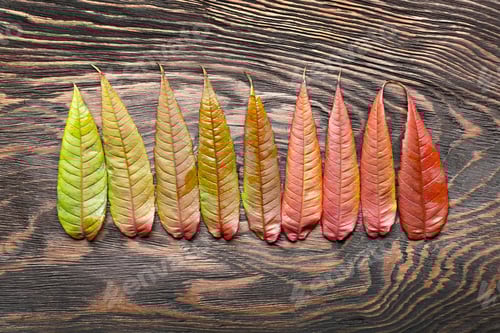 Preview: Autumn leaves