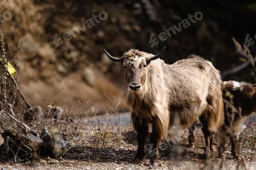 Preview: Yak in its natural mountain habitat