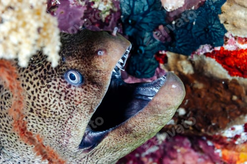 Preview: Spotted Moray Eel Reveals Its Toothy Grin in the Waters of the Red Sea