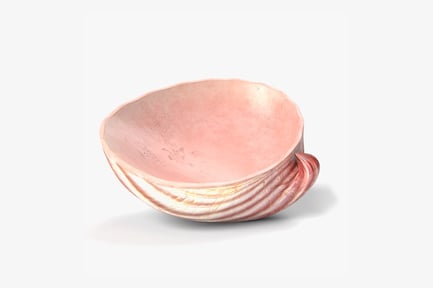 Preview: Pink Clam Seashell
