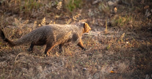 Preview: Ruddy mongoose foraging in the evening at Yala National Park.