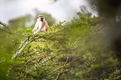 Preview: Vervet Monkey (Chlorocebus pygerythrus) at El Karama Ranch, Laikipia County, Kenya