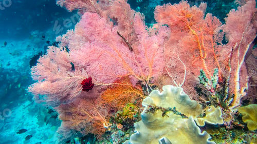 Preview: Lilac Colorful soft coral reef and diver in Raja Ampat, Indonesia