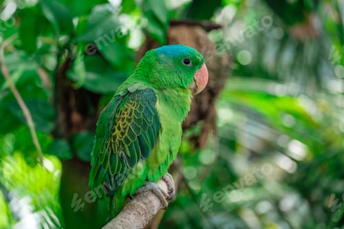 Preview: the blue-crowned green parrot sitting on branch