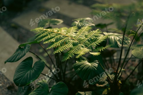 Vista previa: Rustic Tropical Garden with Monstera Foliage: Sunlight Filtering Through Greenery and Leaves