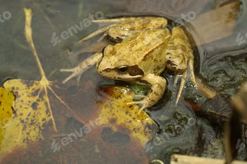 Preview: Closeup on the European common brown frog