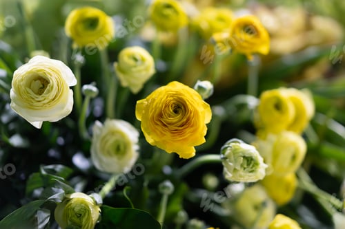Preview: Yellow ranunculus flowers in vibrant display