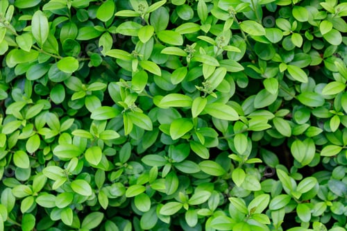 Preview: Closeup of green leaves texture background