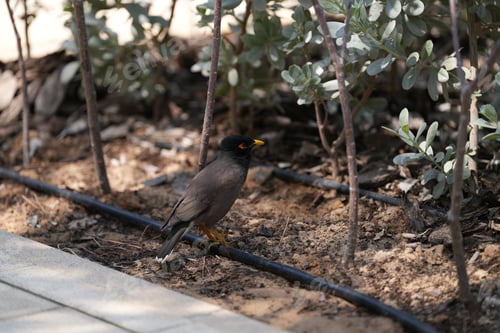 Preview: a Common myna on the ground in the park