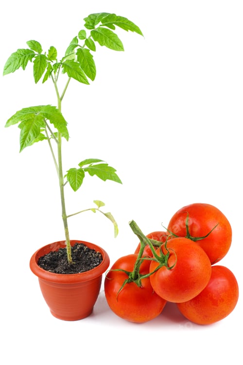 Preview: Tomato Plant and Vine-Ripened Tomatoes on White Backdrop
