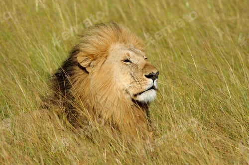Preview: African lion in the Park South Africa