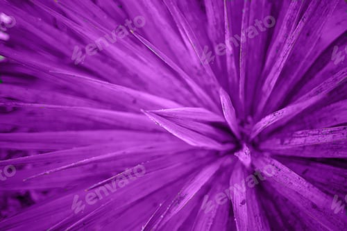 Preview: close-up of palm leaves. great background for design