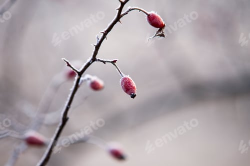 Preview: Red berries covered with frost in winter
