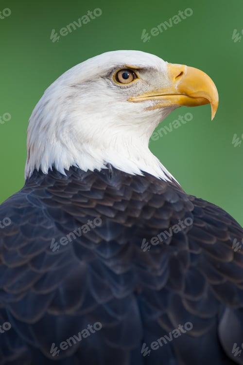 Preview: American Bald Eagle