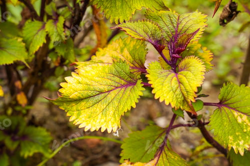 Preview: Coleus