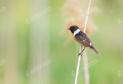Preview: European stonechat, Saxicola rubicola. A male bird sits on a cane stalk