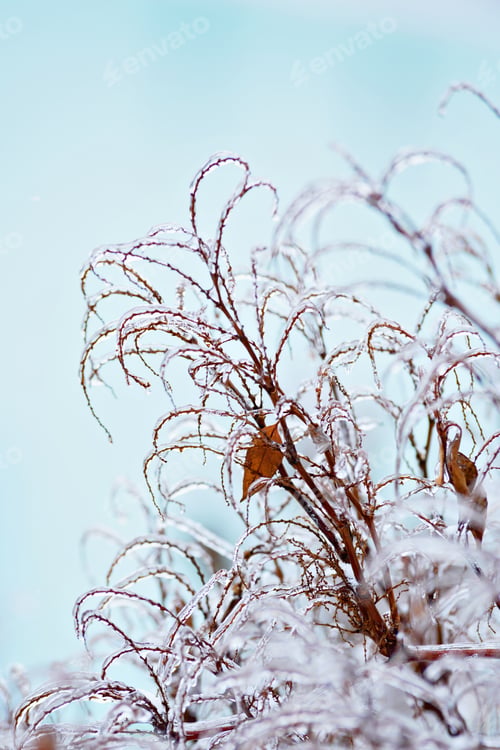 Preview: Winter Frost on Branches for Climate and Nature Themes