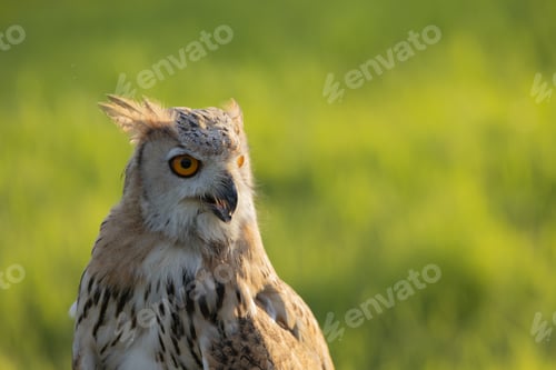 Preview: Close-Up of Eurasian Eagle-Owl