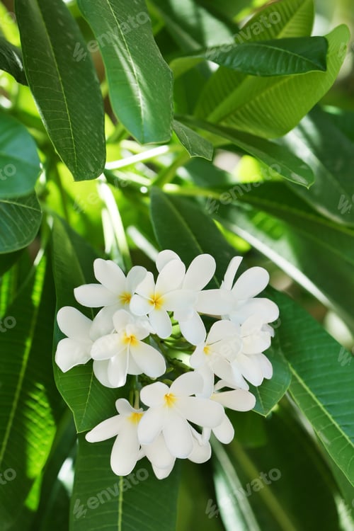 Preview: Beautiful white flowers at tropical resort on sunny day