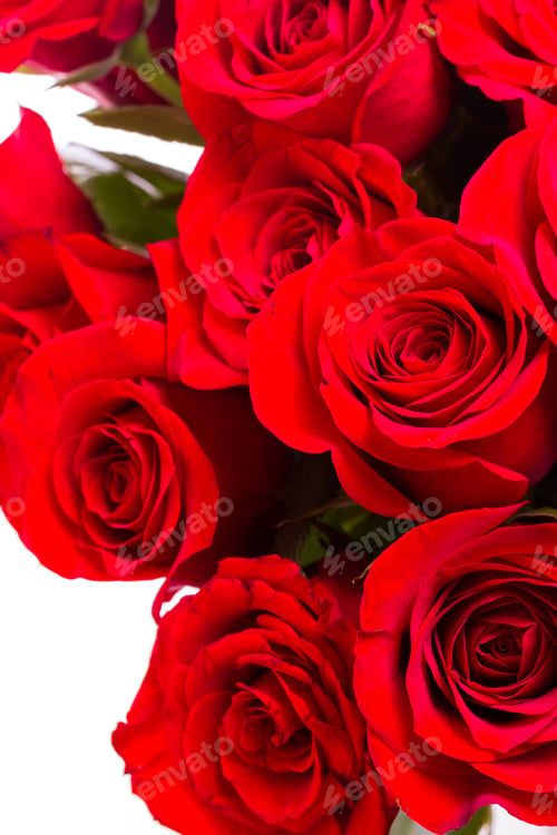 Preview: Red roses