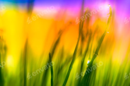 Preview: Dew drops background