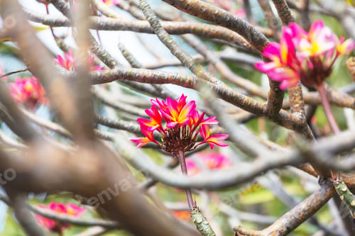 Preview: Tropical flowers